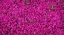 Picture of FLOWER 76