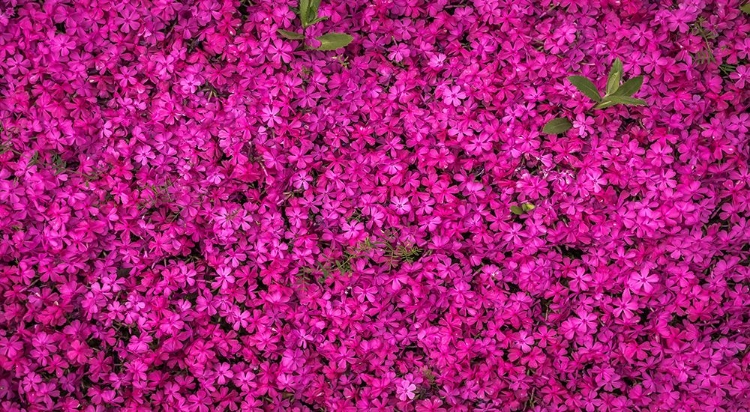 Picture of FLOWER 76