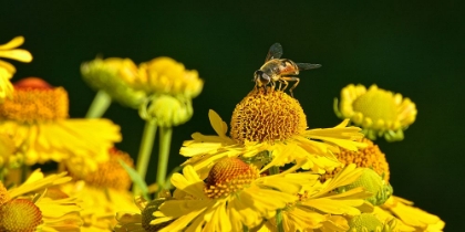 Picture of FLOWER BEE