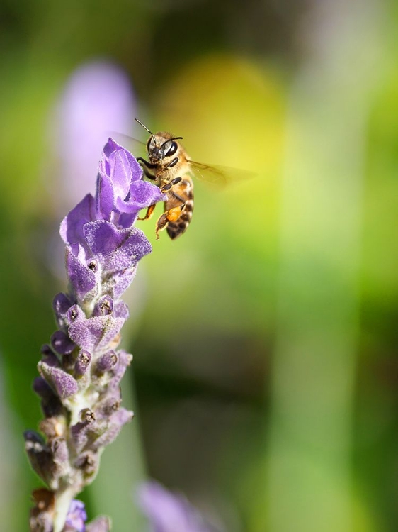 Picture of FLOWER BEE 2