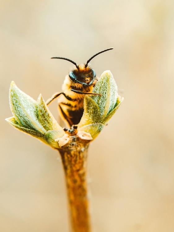 Picture of FLOWER BEE 3