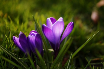 Picture of FLOWER LILAC