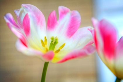 Picture of FLOWER PINK