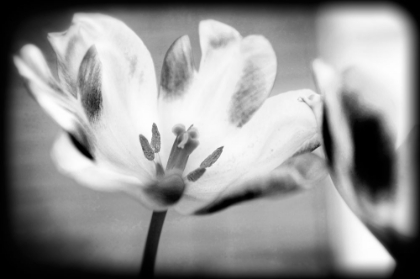 Picture of FLOWER PINK BW HOLGA