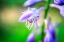 Picture of FLOWER PURPLE