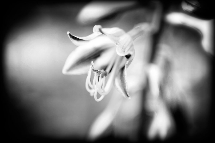 Picture of FLOWER PURPLE BW HOLGA