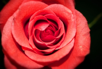 Picture of FLOWER ROSE