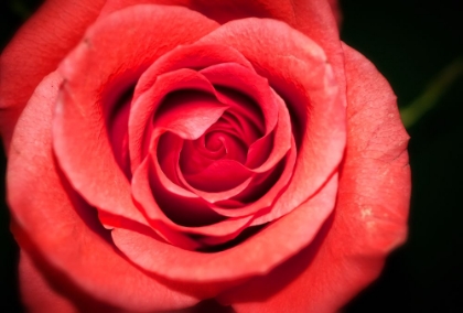 Picture of FLOWER ROSE