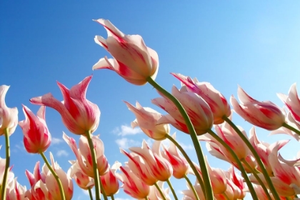 Picture of FLOWER TULIPS