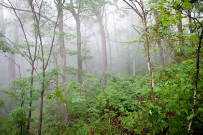 Picture of FOGGY FOREST