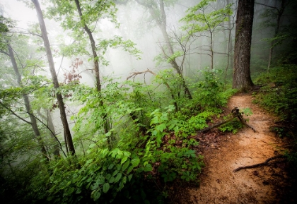 Picture of FOGGY FOREST PATH