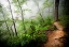 Picture of FOGGY FOREST PATH