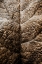 Picture of FOLIAGE TEXTURED 1