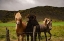 Picture of HORSE 2