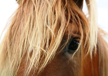 Picture of HORSE 5
