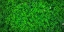 Picture of LEAVES 10