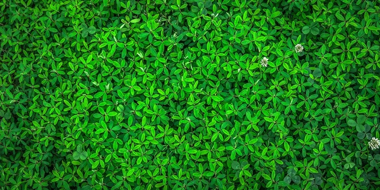 Picture of LEAVES 10