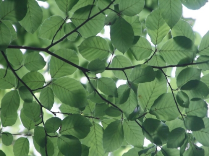 Picture of LEAVES 14
