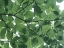 Picture of LEAVES 14