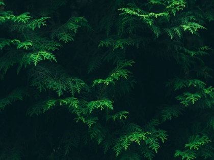 Picture of LEAVES 16