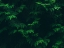Picture of LEAVES 16