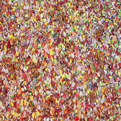Picture of LEAVES 17