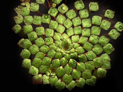 Picture of LEAVES 19