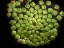 Picture of LEAVES 19