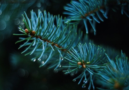 Picture of LEAVES 20
