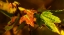 Picture of LEAVES 21