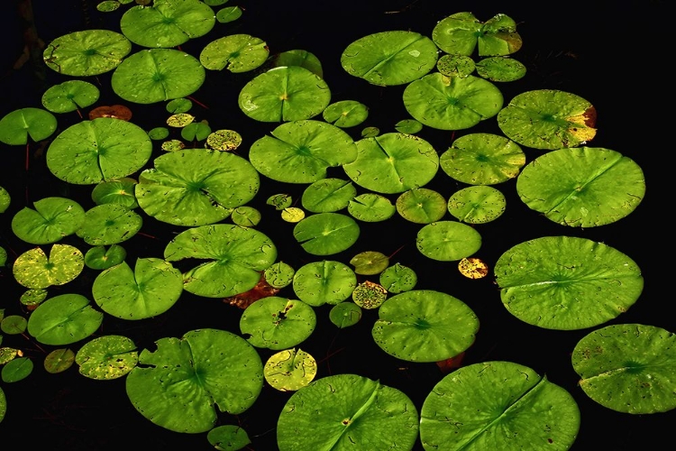 Picture of LILY PADS