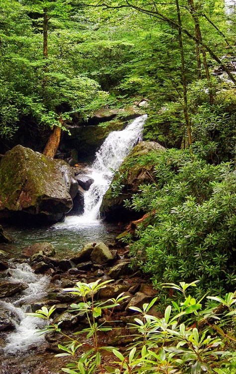 Picture of MOUNTAIN LAUREL AND FALLS