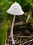 Picture of MUSHROOM 1