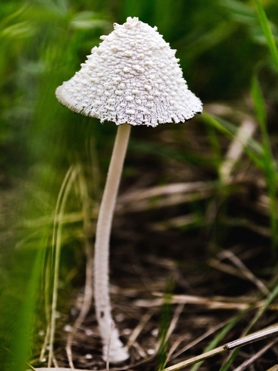 Picture of MUSHROOM 1