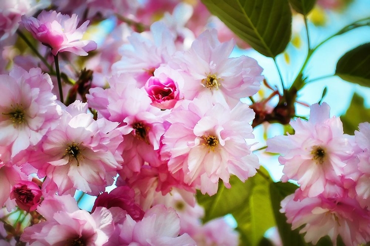 Picture of PINK BLOSSOMS