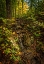 Picture of POCKET WILDERNESS 1