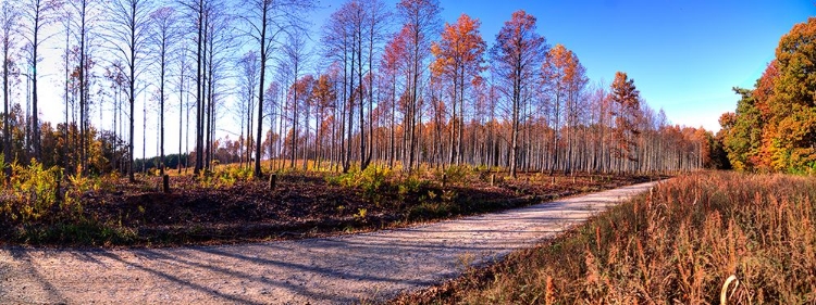 Picture of PRENTICE ROAD PANO