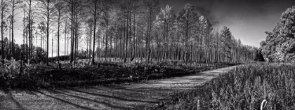 Picture of PRENTICE ROAD PANO BW