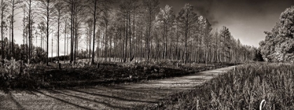 Picture of PRENTICE ROAD PANO SEPIA