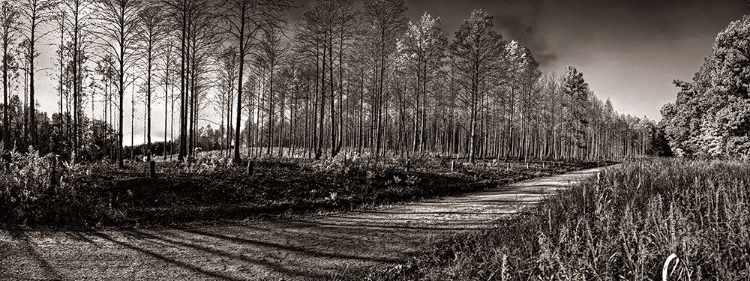 Picture of PRENTICE ROAD PANO SEPIA