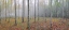 Picture of PRENTICE TREE PANO