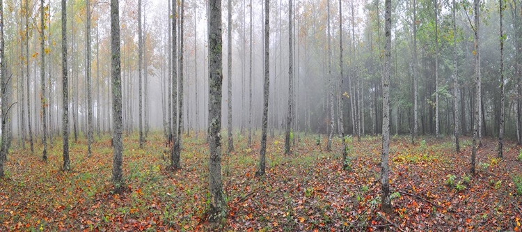 Picture of PRENTICE TREE PANO