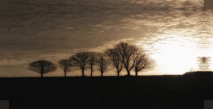 Picture of SOLITARY TREES