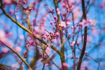 Picture of SPRING BLOOM