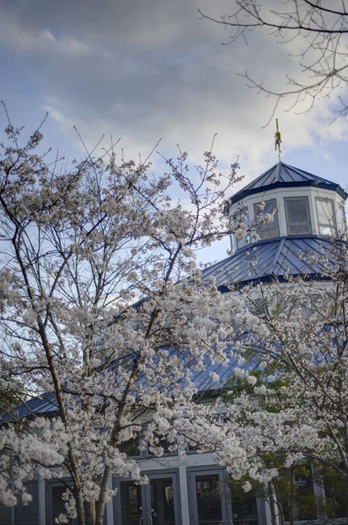 Picture of SPRING CAROUSEL