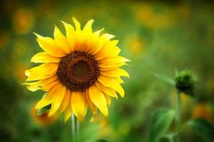 Picture of SUNFLOWER SUMMER