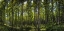 Picture of TREE PLANTATION