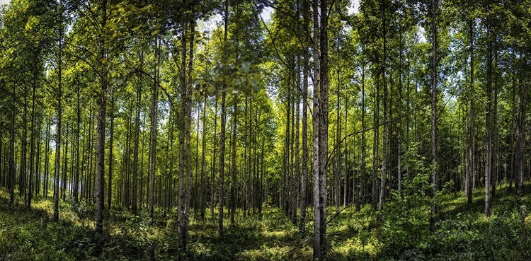 Picture of TREE PLANTATION