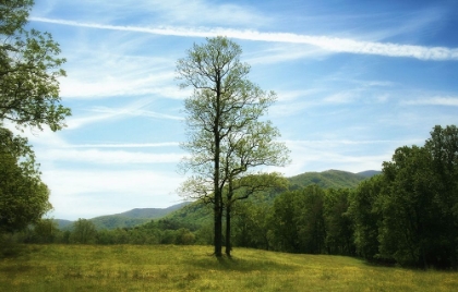 Picture of TREES 11