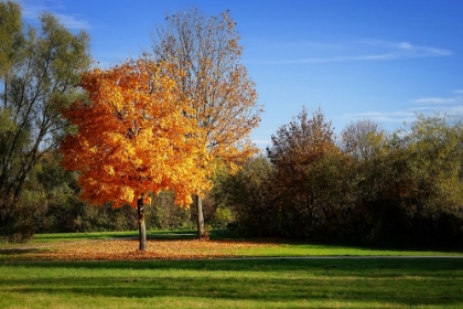 Picture of TREES 13